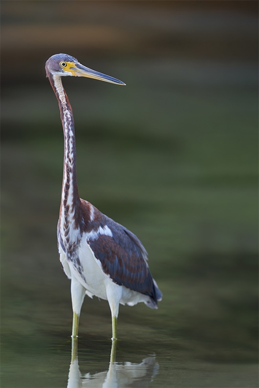 Tricolored-Heron-juvenile-_DSC0706-Fort-DeSoto-Park-Pinellas-County-FL-1