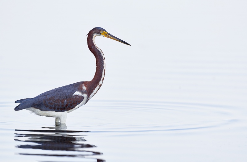 Tricolored-Heron-juvenile-in-white-water-_DSC0706-Fort-DeSoto-Park-Pinellas-County-FL-1