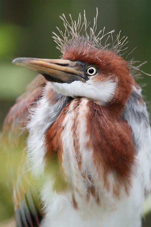 Tricolored-Heron-large-chick-_A0I0809-Gatorland,-Kissimmee,-FL