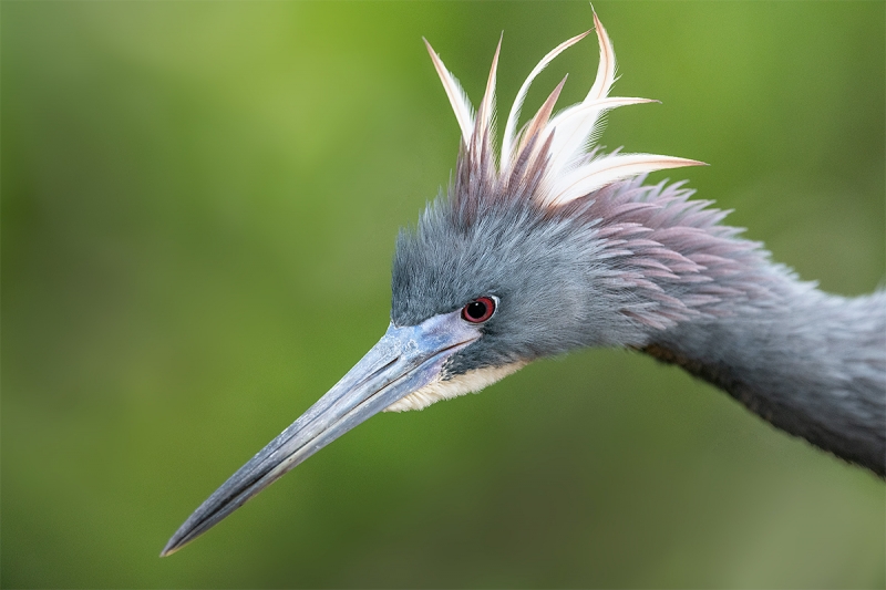 Tricolored-Heron-w-crest-raised-_BUP0421-Gatorland,-Kissimmee,-FL-