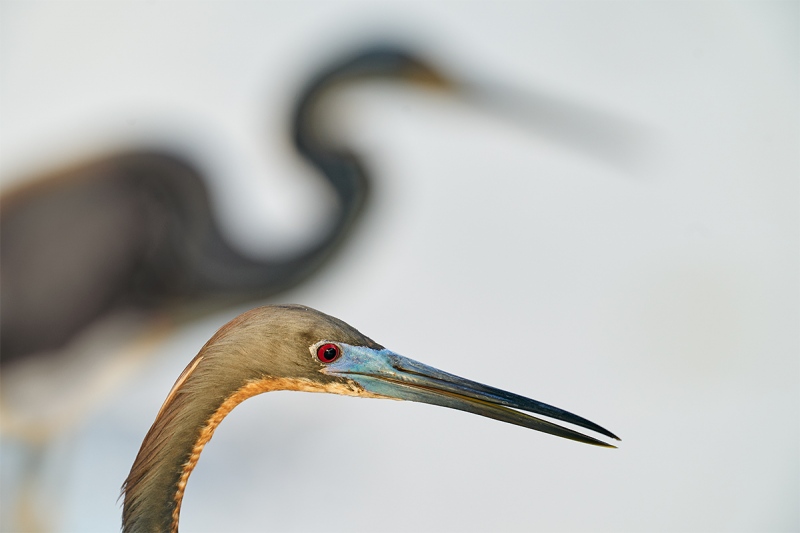 Tricoloredd-Heron-juxtaposition-_A9B1070-Brandon-Rookery-FL-1