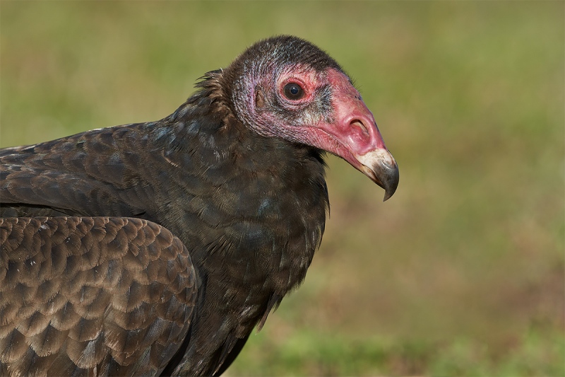 Trukey-Vulture-sub-adult-_DSC5725-Indian-Lake-Estates-FL-1