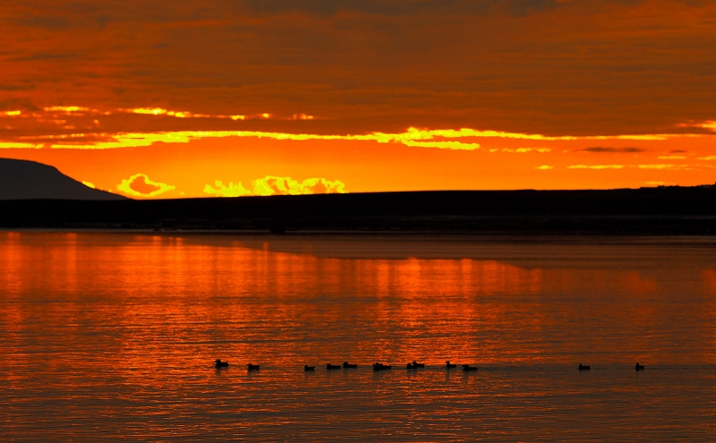 Tufted-Puffins-at-sunrise-_P3A9896-Hallo-Bay,-Katmai-National-Park,-AK