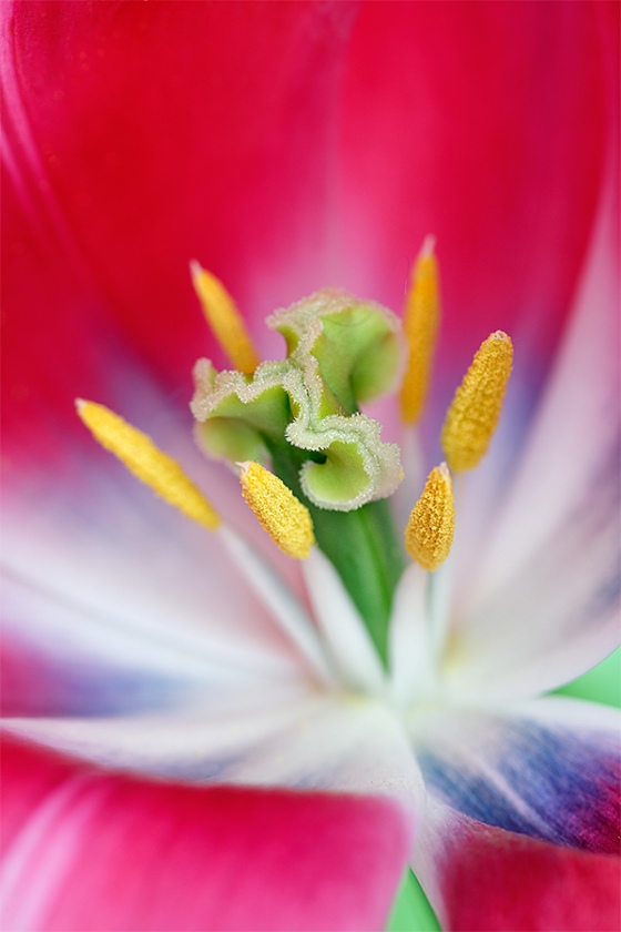 Tulipa-Reknown-flower-center-_A1C4846-Keukenhof-Lisse-HollandA