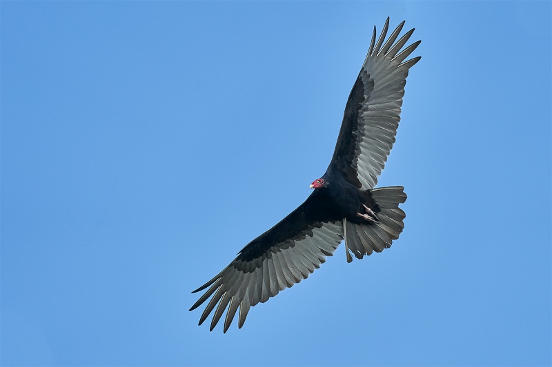 Turkey-Vulture-ISO-3200-_DSC7028-Indian-Lake-Estates-FL-1