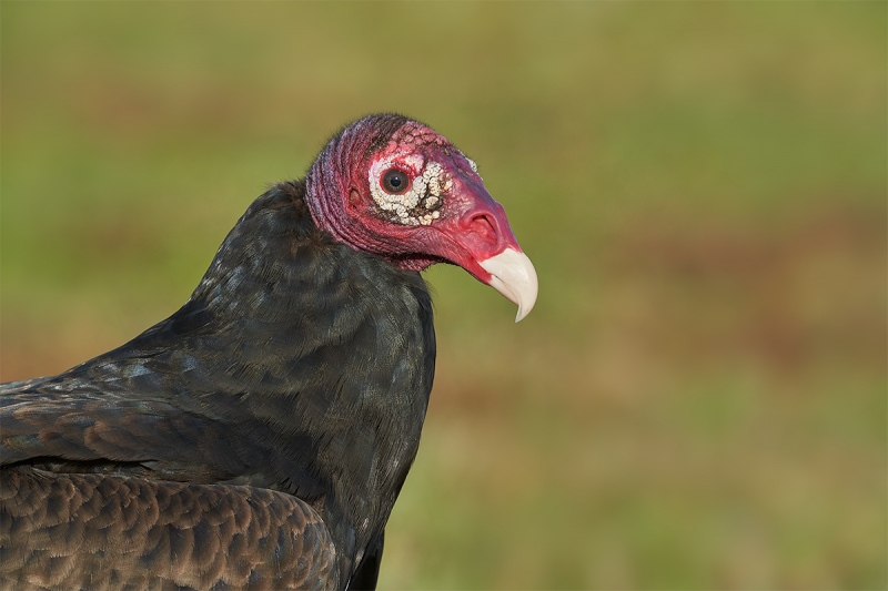 Turkey-Vulture-head-and-neck-portrait-_DSC5700-Indian-Lake-Estates-FL-1