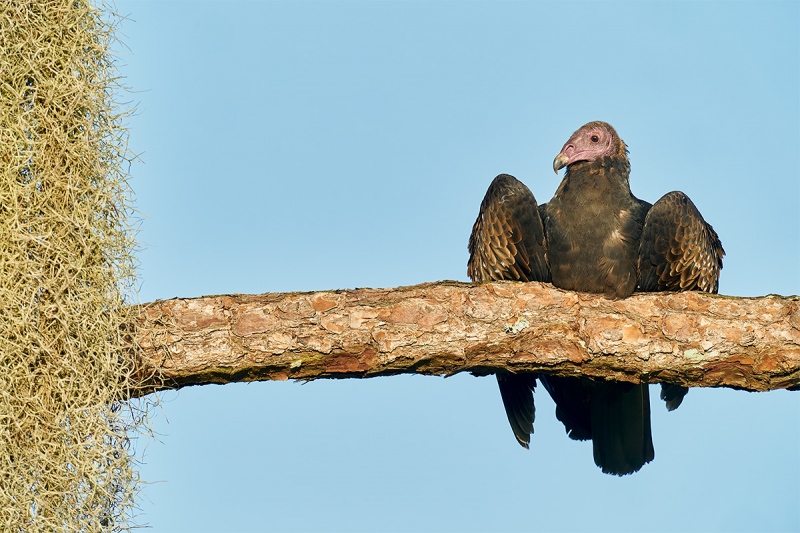 Turkey-Vulture-juvenile-on-branch-with-moss-_A9B5954-Indian-Lake-Estates-FL-1