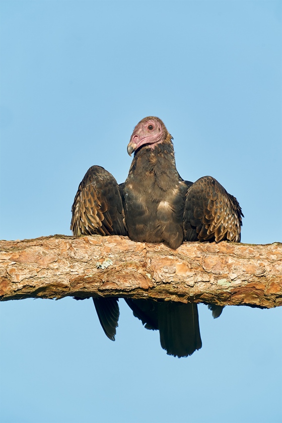 Turkey-Vulture-juvenile-resting-on-branch-_A9B5964-Indian-Lake-Estates-FL-1