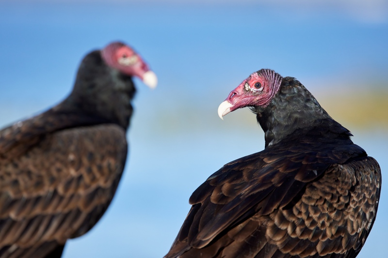 Turkey-Vulture-juxtaposition-_Q5A9497-Indian-Lake-Estates-FL-1