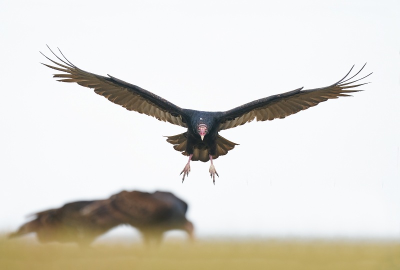 Turkey-Vulture-landing-_A9B5949-Indian-Lake-Estates-FL-1