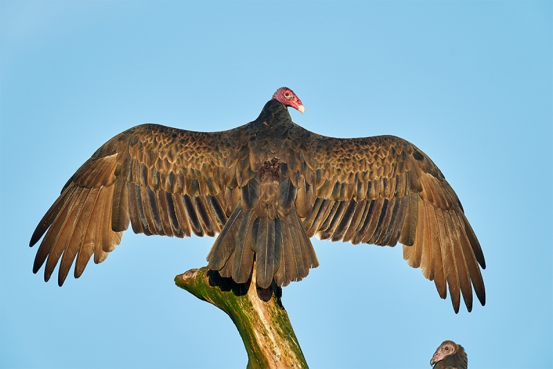 Turkey-Vulture-sunning-_A9B4381-Indian-Lake-Estates-FL-1