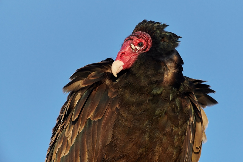 Turkey-Vulture-tight-_MAI2956-Indian-Lake-Estates-FL-1