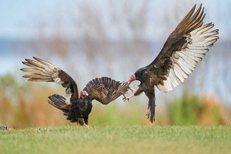 Turkey-Vultures-squabbling-over-carcass-_A920840-Indian-Lake-Estates-FL-1