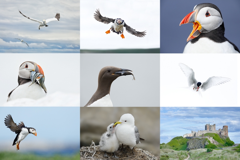 Puffin Puffin