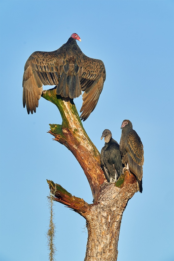 Vultuers-on-dead-tree-_A9B4406-Indian-Lake-Estates-FL-1