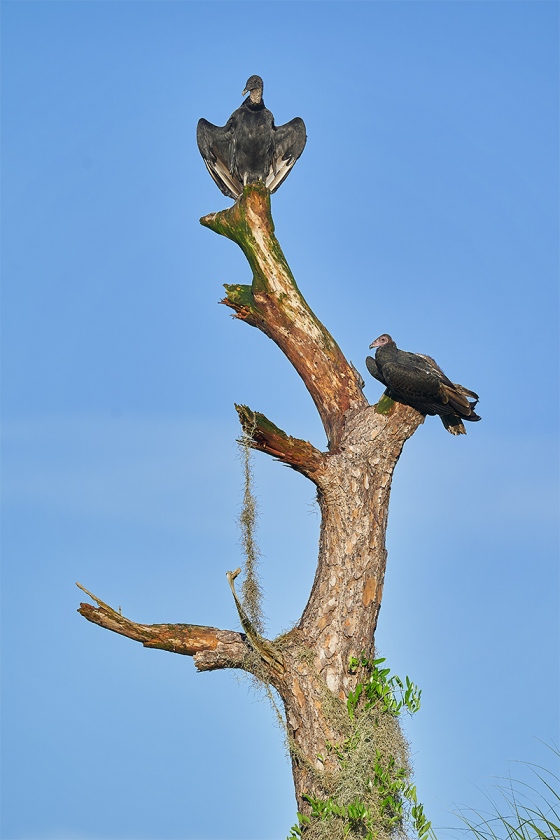 Vultures-on-dead-tree-_A9B4466-Indian-Lake-Estates-FL-1