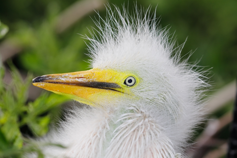 _W5A0131-Gatorland,-Kissimmee,-FL