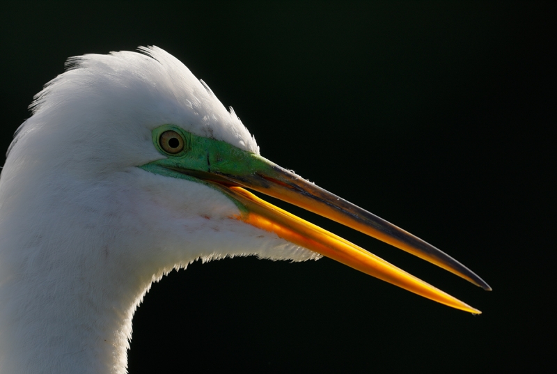 _W5A1560-Gatorland,-Kissimmee,-FL