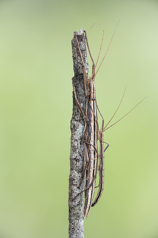 Walking-Stick-pair-copulating-_BUP3996Indian-Lake-Estates,-FL