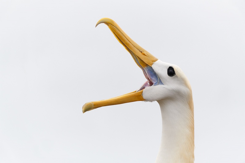 Waved-Albatross-clunking-during-display-_A7R2992-Punta-Suarez-Espanola-Hood-Island-Galapagos-1