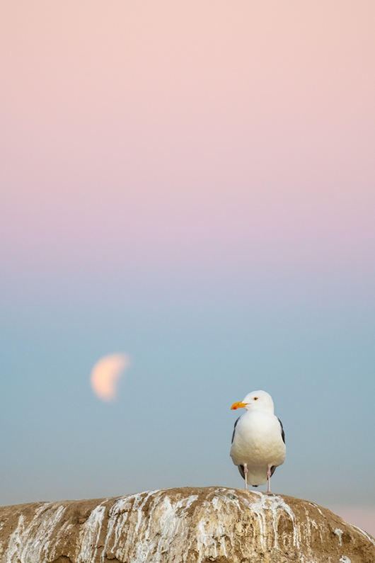 Western-Gull-A-and-setting-full-moon-in-pink-purple-blue-pre-dawn-sky-_DSC4303--La-Jolla,-CA