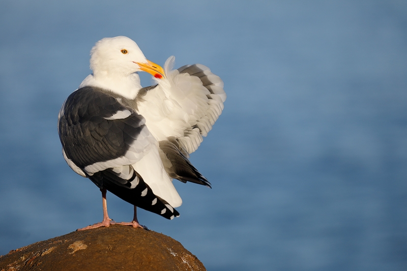 Western-Gull-adult-breeding-plumage-preening-_P3A1051-La-Jolla,-CA