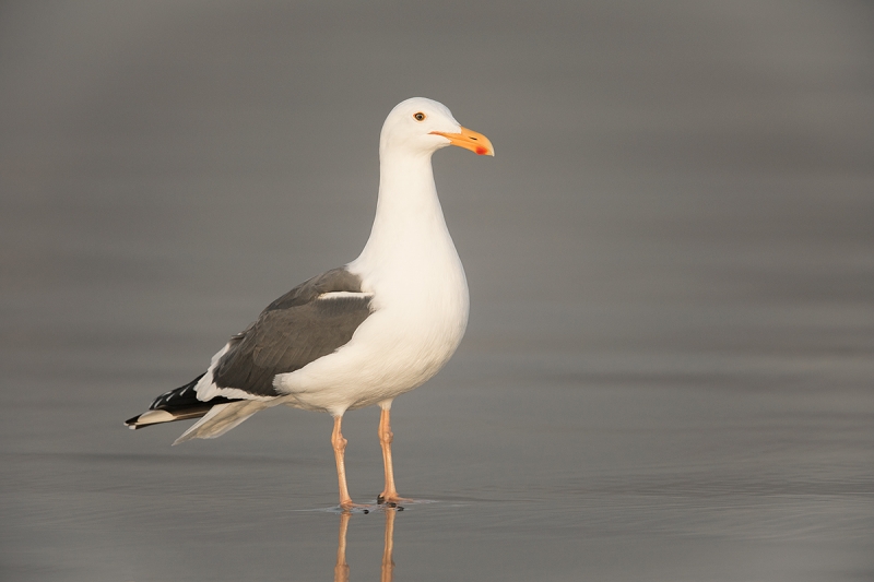 Western-Gull-adult-on-clean-sand-_W5A6756--La-Jolla-Shores-Beach,-CA