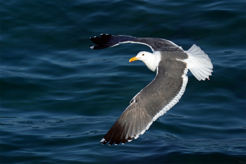 Western-Gull-arced-wings-flight-_A928495-La-Jolla-CA-1