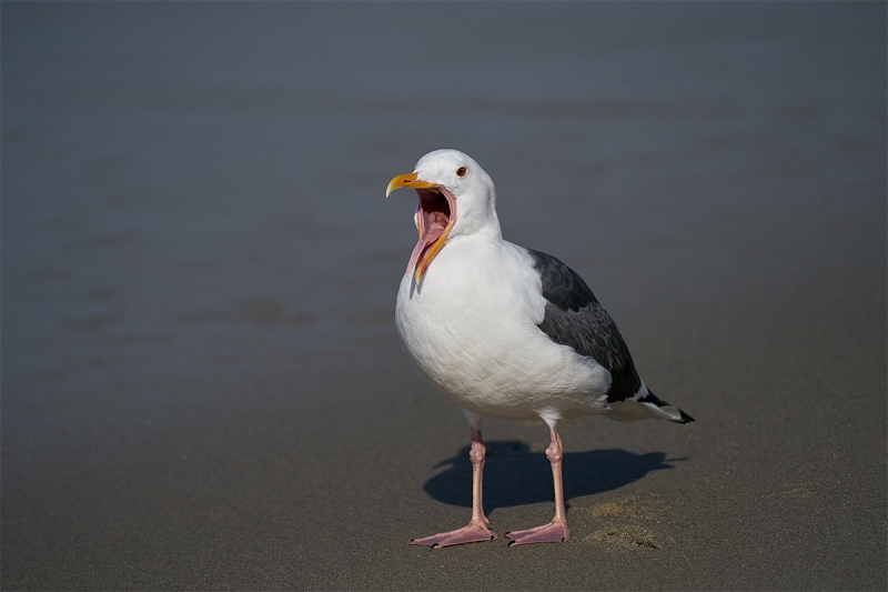 Western-Gull-calling-_DSC8959-San-Diego-CA-2