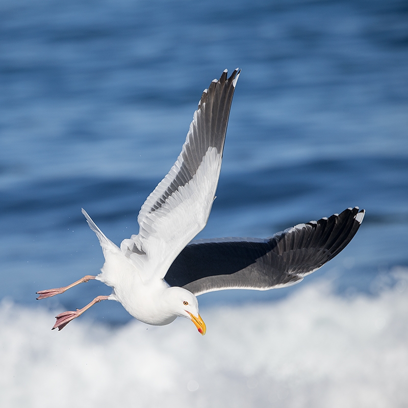 Western-Gull-diving-into-surf-_MAI8241--San-Diego,-CA