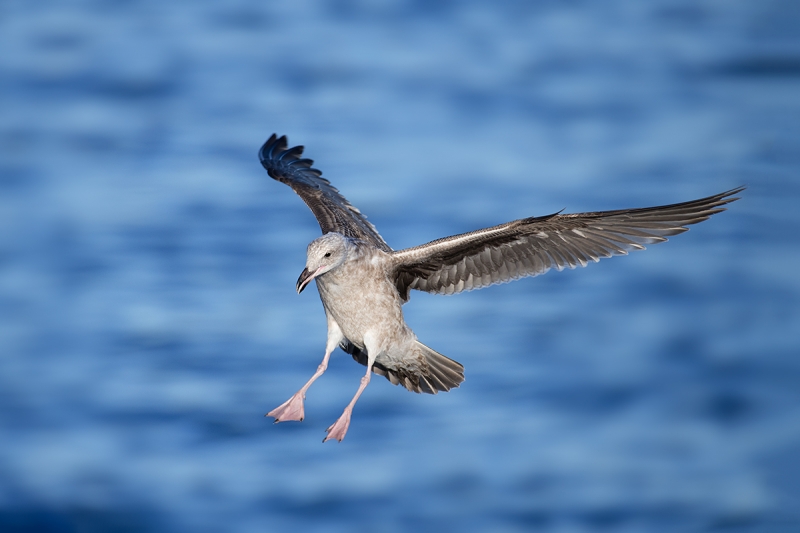 Western-Gull,-first-winter,-landing-_DSC4537--La-Jolla,-CA