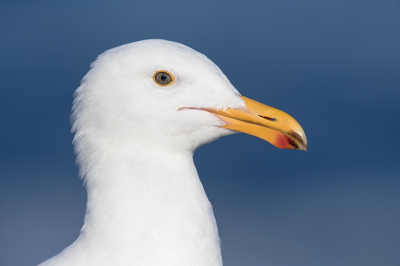 Western-Gull-head-portrait-_DSC1466--La--Jolla,-CA