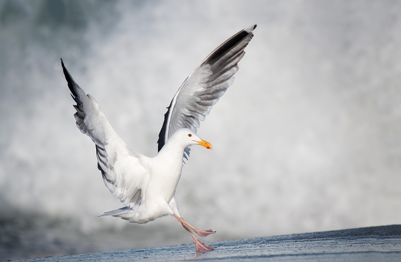 Western-Gull-landing-_DSC4633--La-Jolla,-CA