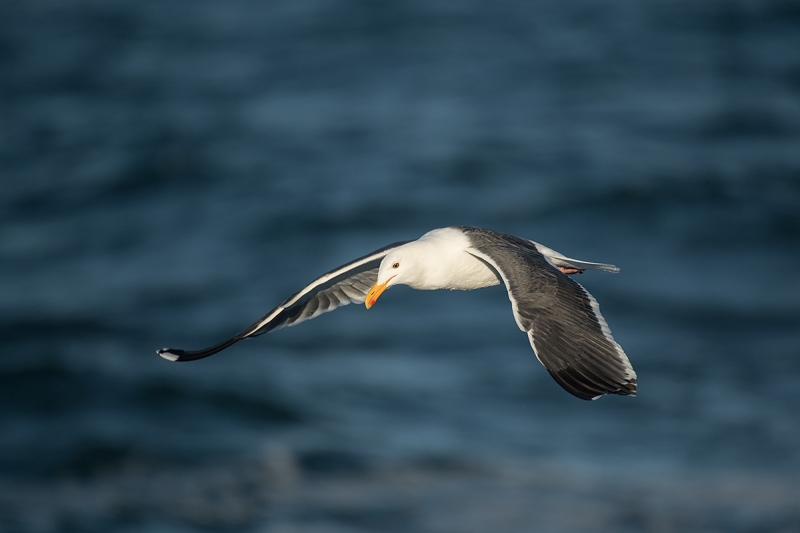 Western-Gull-late-afternoon-light-_DSC1191--La--Jolla,-CA