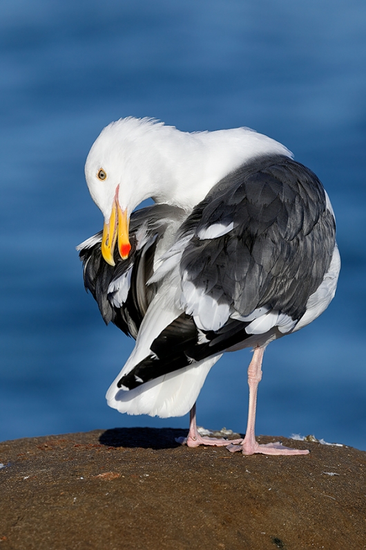 Western-Gull-preening-(from-behind)-cold-light_P3A1214-La-Jolla,-CA