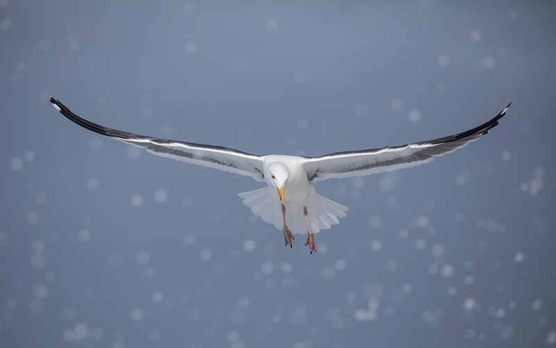 Western-Gull-w-spray-BLUER-_W5A5188-La-Jolla,-CA