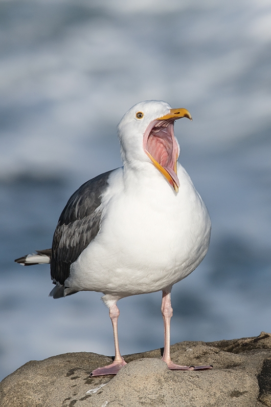 Western-Gull-yawning-_DSC1501--La--Jolla,-CA