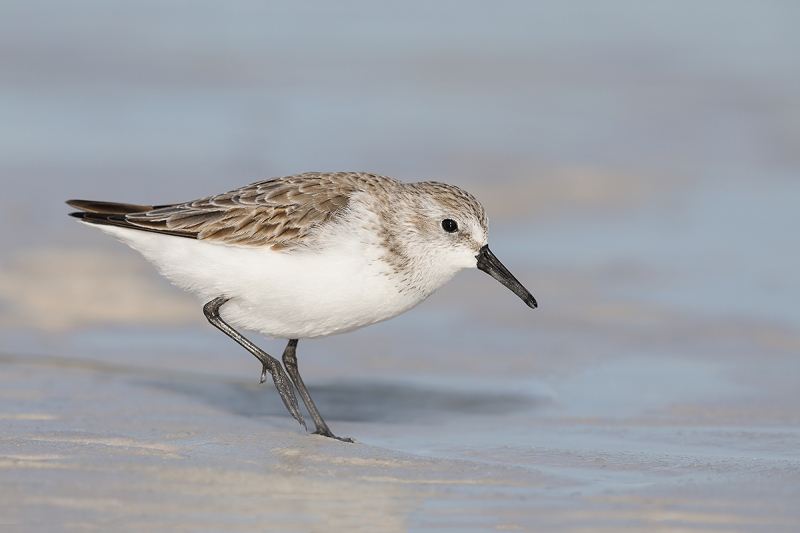 Western-Sandpiper-_W5A9469-Fort-DeSoto-Park,-Pinellas-County,-FL-