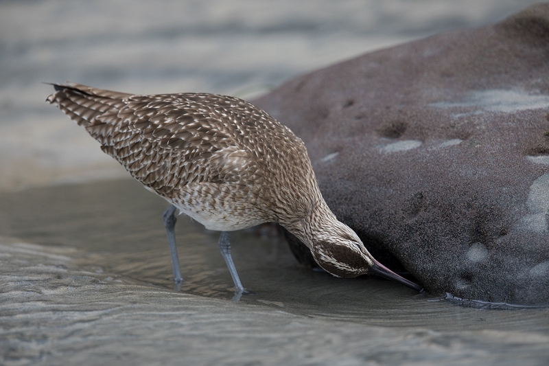 Whimbrel-foraging-_W5A4198-La-Shores-Beach,-CA