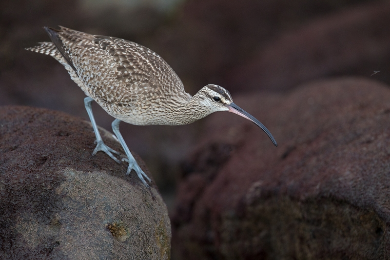 Whimbrel-looking-for-prey-items-_W5A4249-La-Shores-Beach,-CA