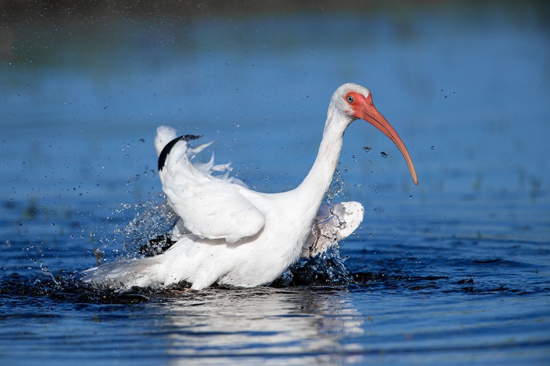 White-Ibis-bathing-BLUER--_MAI7965Fort-DeSoto-Park,-Tierra-Verde,-FL