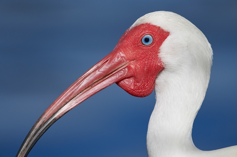 White-Ibis-)-breeding-plumage-head-portrait-_BUP9124-Lakeland,-FL