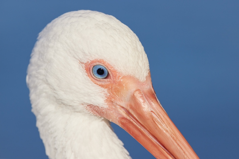 White-Ibis-face-portrait-_Q5A0394-Lakeland-FL-1