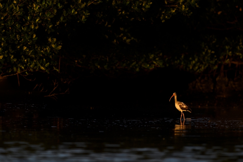 White-Ibis-immature-in-red-mangroves-_DSC0130--Alafia-Banks,-Tampa-Bay,-FL