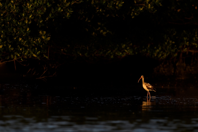 White-Ibis-immature-in-red-mangroves-_DSC0130--Alafia-Banks,-Tampa-Bay,-FL