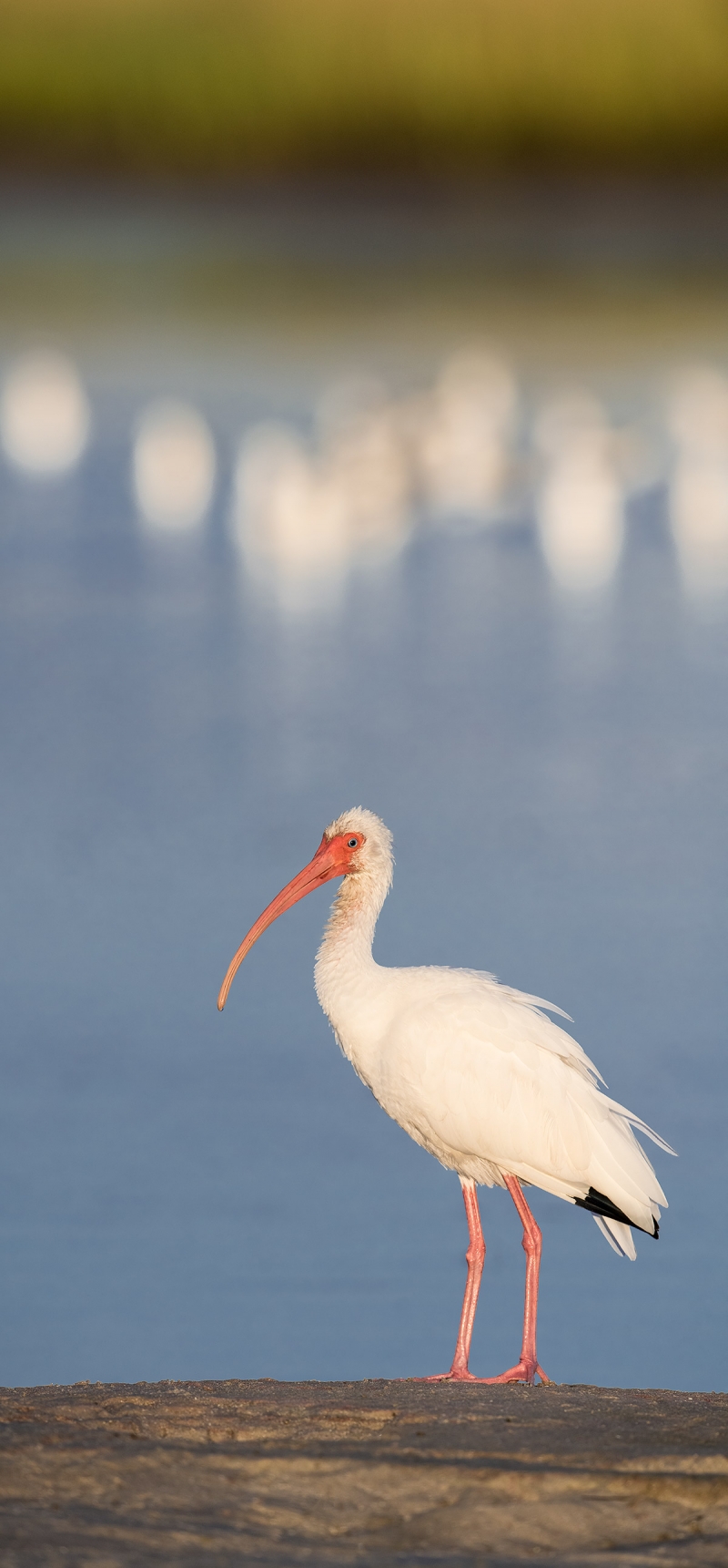 White-Ibis-pano-_MAI8519Fort-DeSoto-Park,-Tierra-Verde,-FL