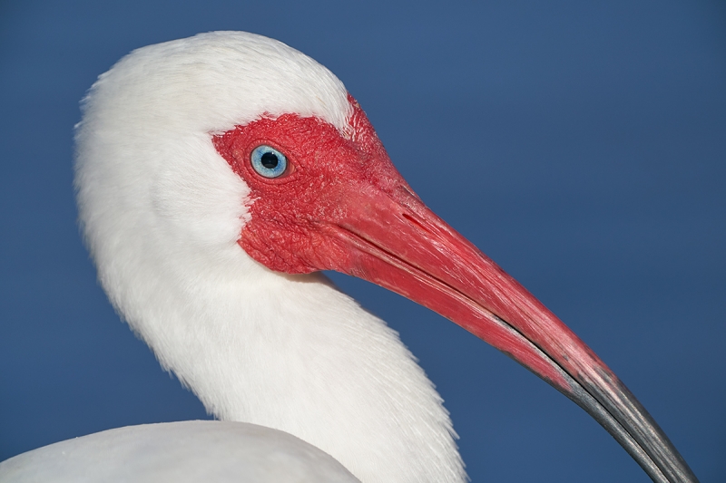 White-Ibis-tight-head-portrait-_A9A4978Lakeland,-FL