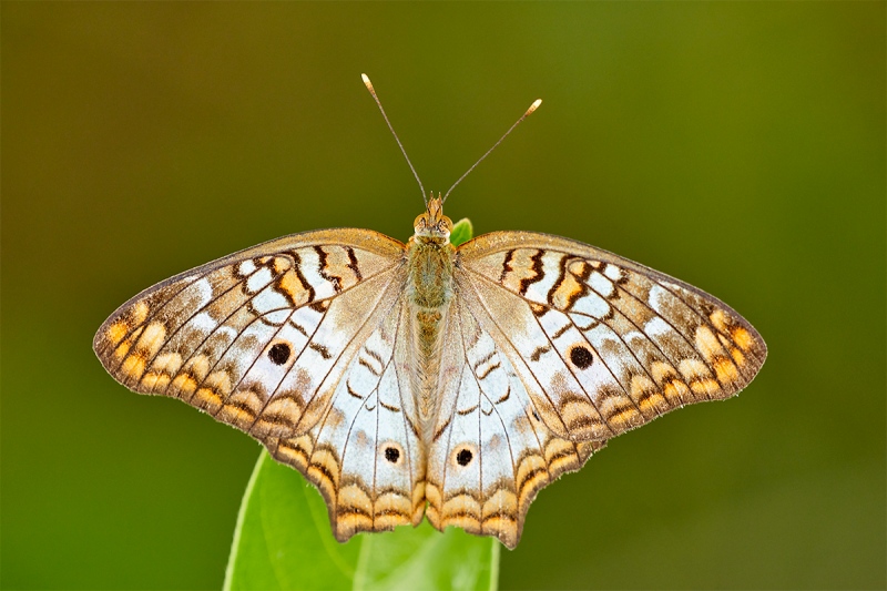 White-Peacock-_7R43673-Indian-Lake-Estates-FL-1