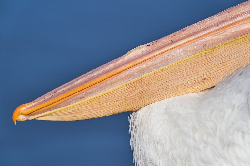 White-Pelican-bill-non-breeding-_A9A0272--Lakeland,-FL-1