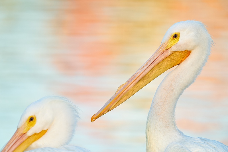 White-Pelican-juxtapoosition-_A925266-Lakeland-FL-1